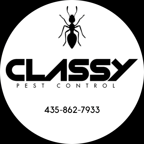 Wolf Spiders in Southern Utah: Facts and Benefits of Hiring Classy Pest Control